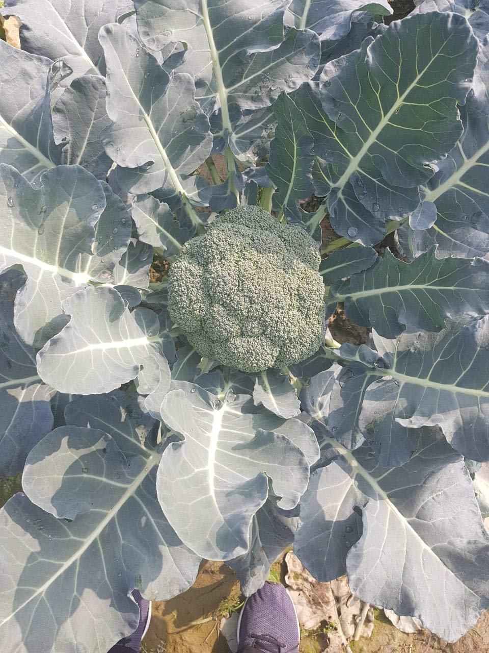 Hybrid Organic Broccoli Seeds (Pack of 20)