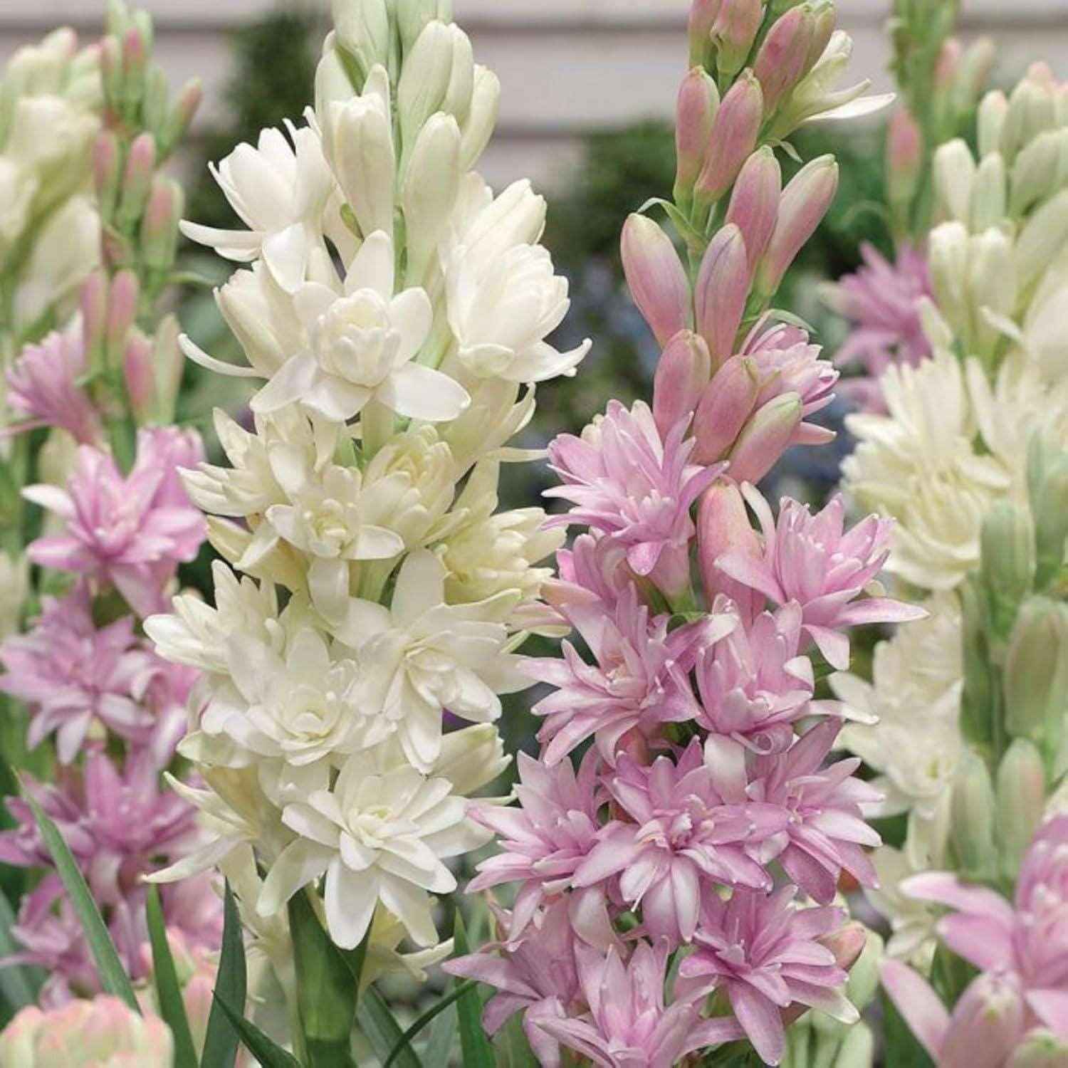 ?Rajnigandha Double Patel Tuberose Bulbs (Pack of 2)