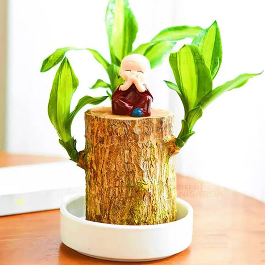 Brazilian Lucky Wood (Pack of 2)| Luck Charmer & Home Plant Decorations